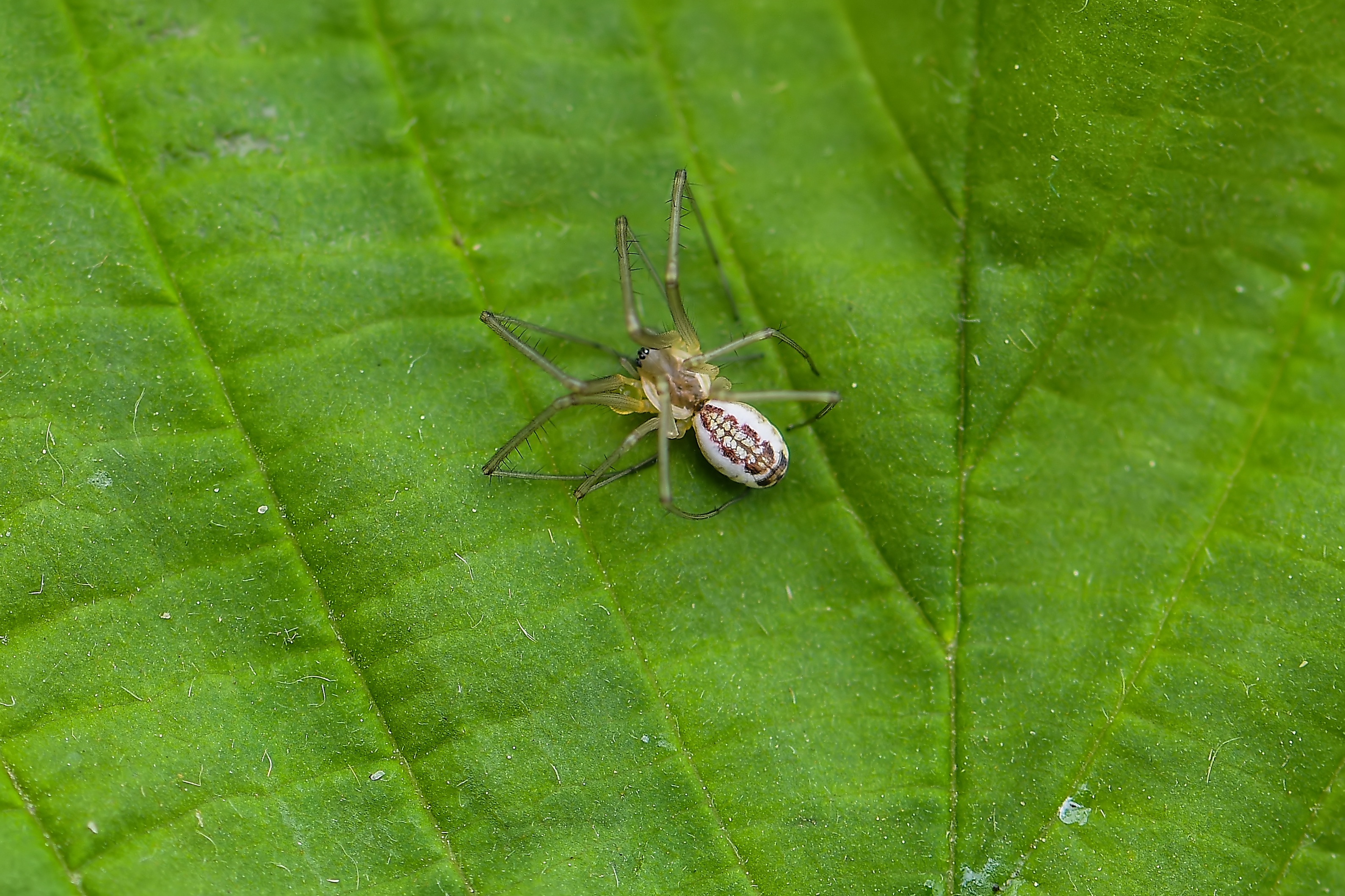 Neriene radiata - szegélyes vitorláspók