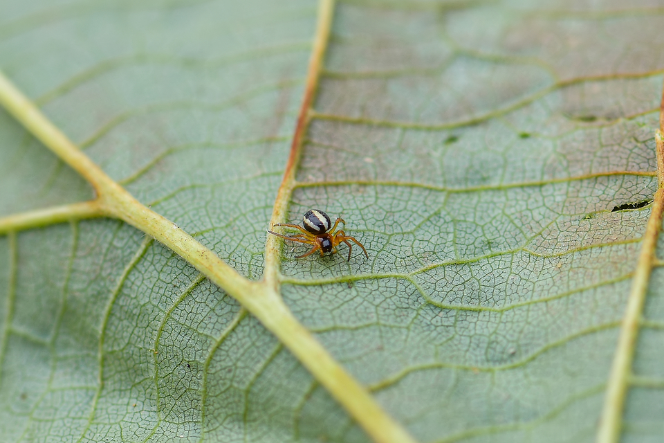 Hypsosinga pygmaea - törpe keresztespók