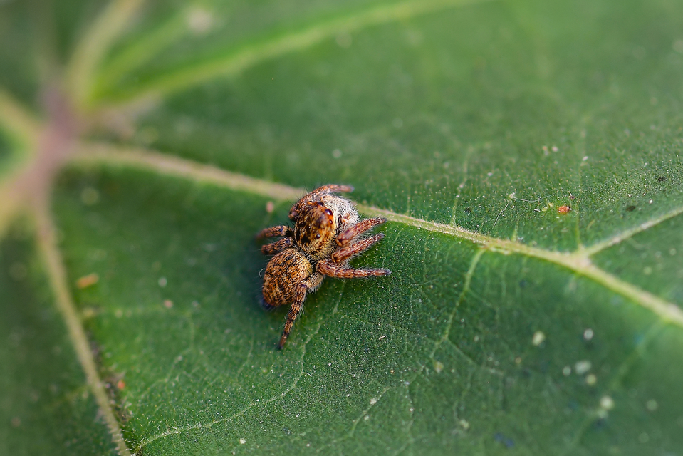 Carrhotus xanthogramma - rozsdás ugrópók