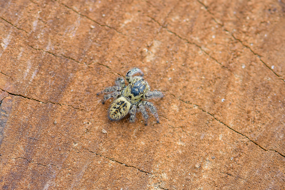Carrhotus xanthogramma - rozsdás ugrópók