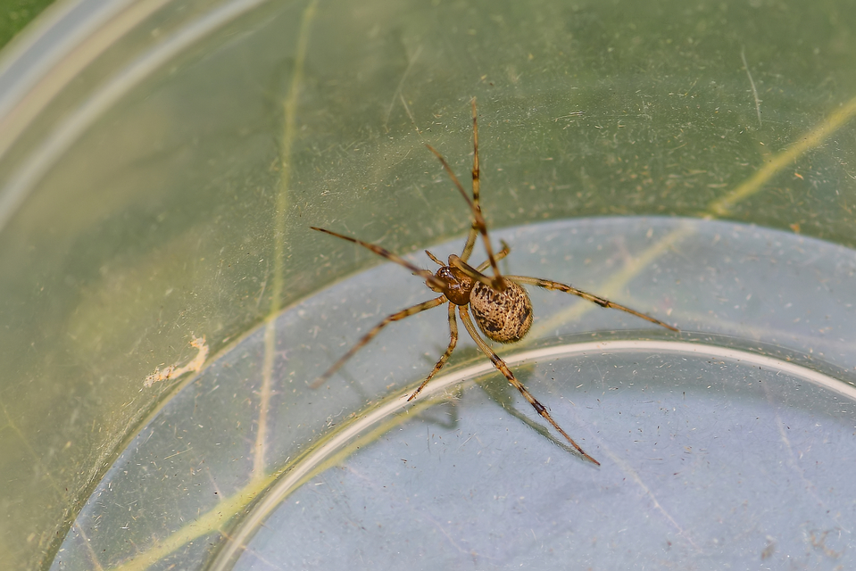 Parasteatoda