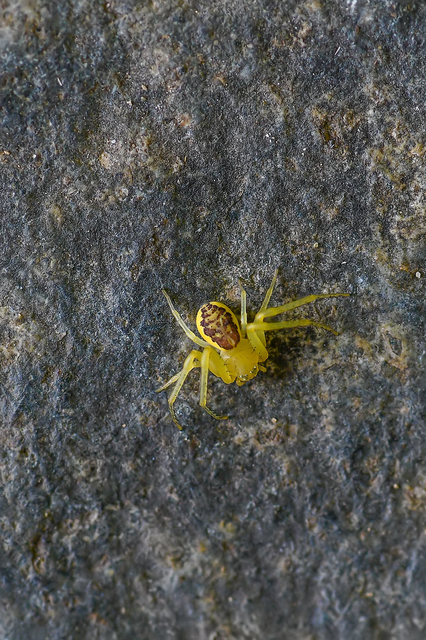Diaea dorsata - címeres karolópók