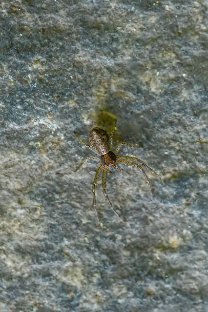 Tmarus