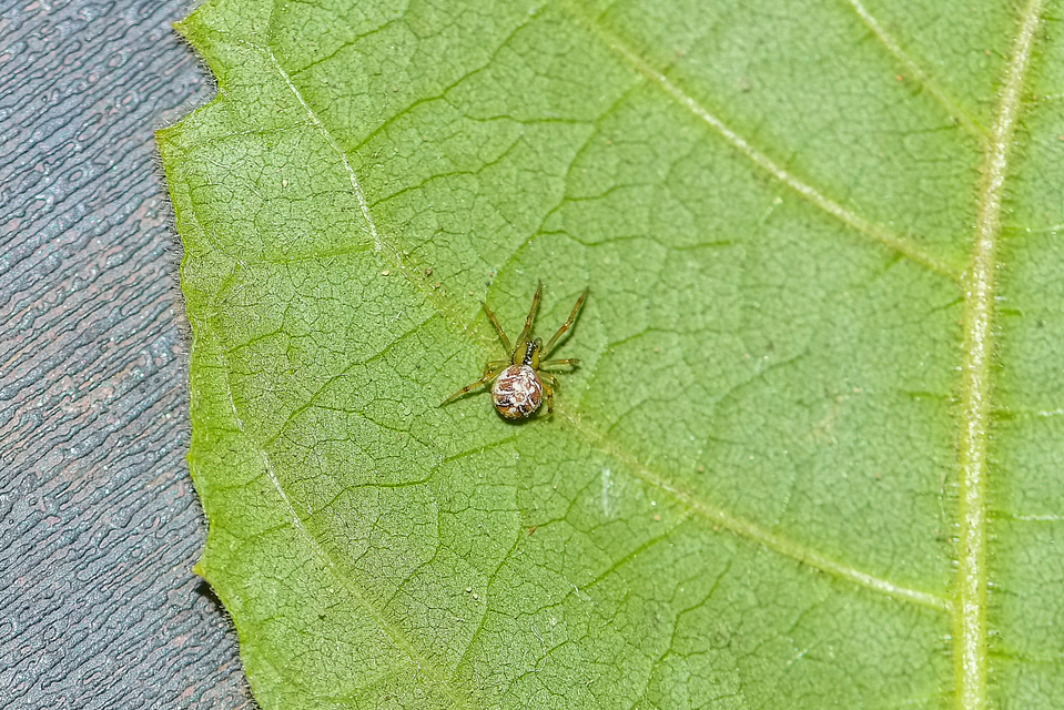 Phylloneta