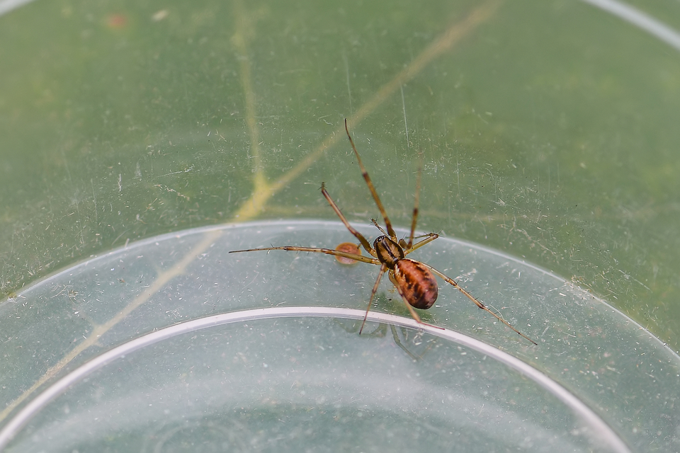 Linyphia triangularis - háromszöges vitorláspók