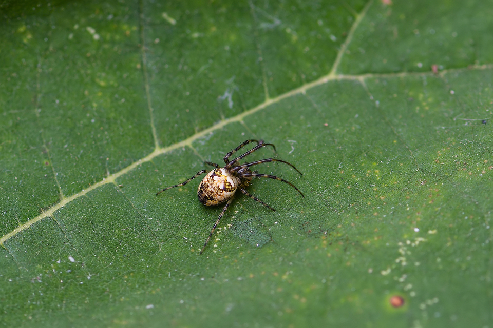 Metellina segmentata/mengei