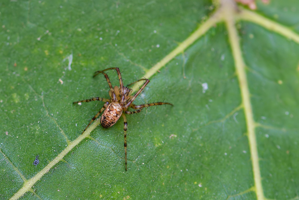 Metellina segmentata/mengei