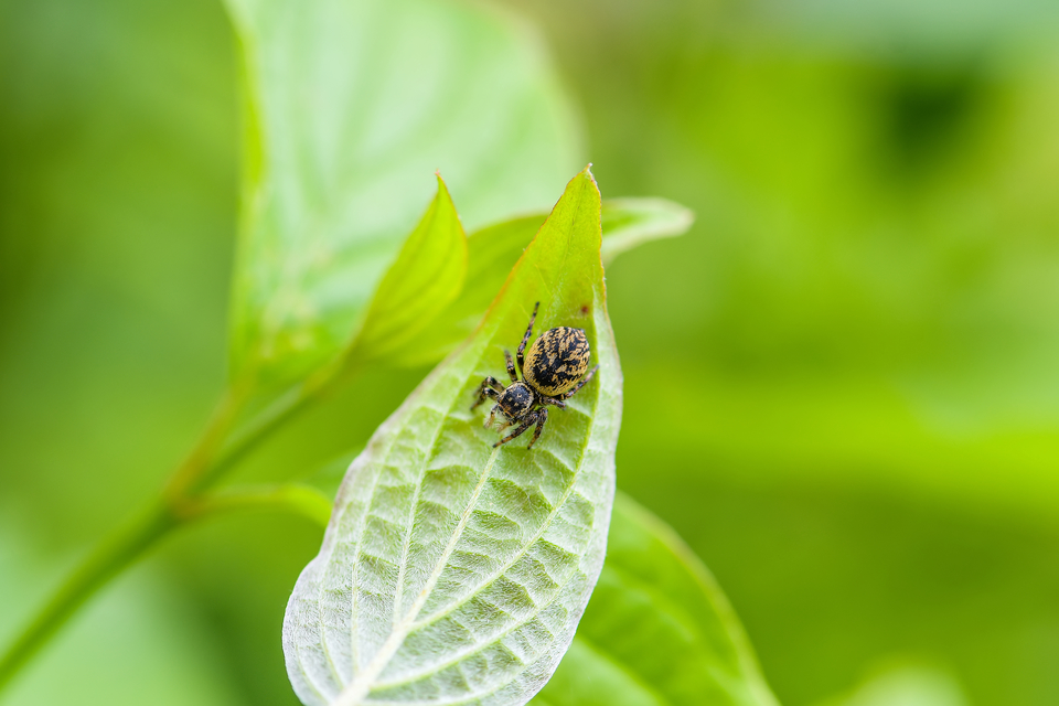 Carrhotus xanthogramma - rozsdás ugrópók