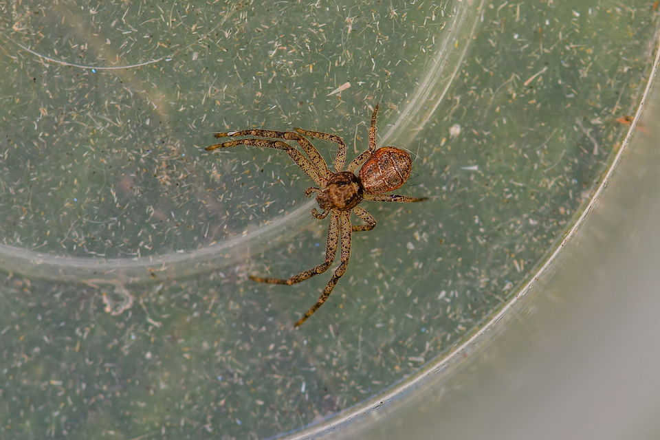Tmarus