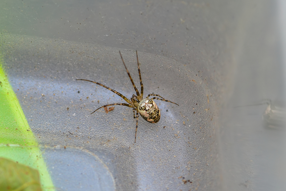 Metellina segmentata/mengei