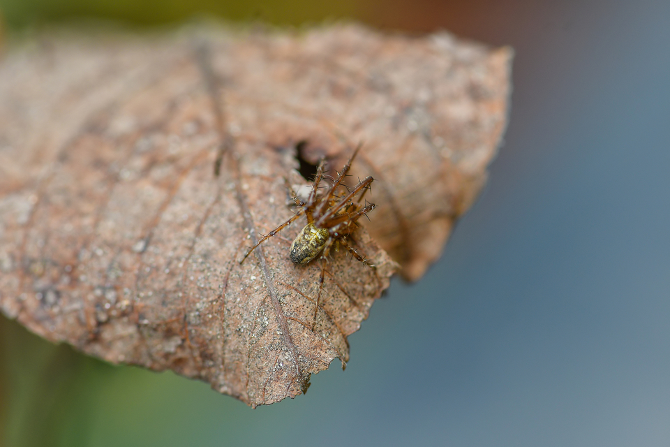 Metellina segmentata/mengei
