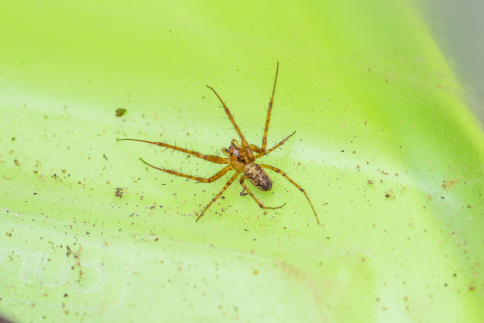 Metellina segmentata/mengei