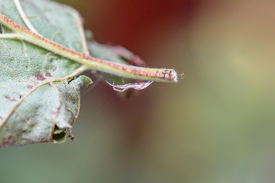 Uloborus walckenaerius - derespók
