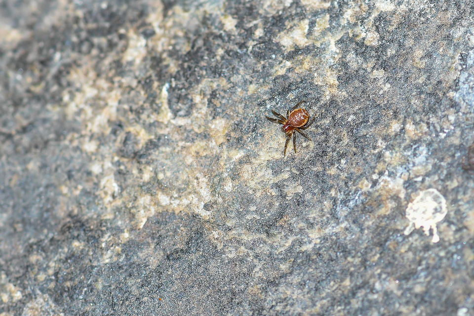 Araniella