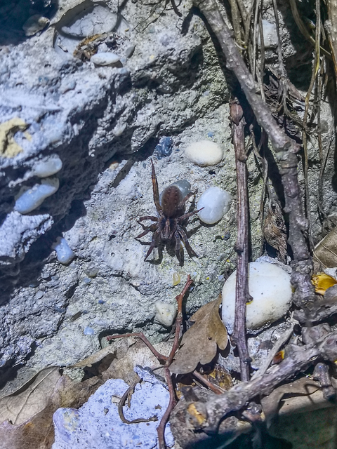 Trochosa