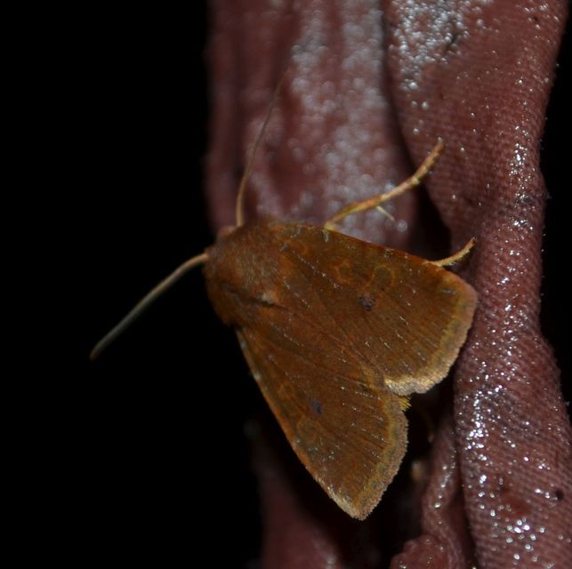 Conistra erythrocephala - vörösfejű őszibagoly