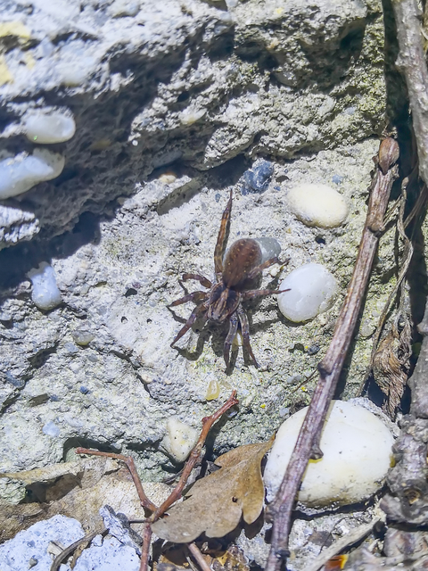 Trochosa