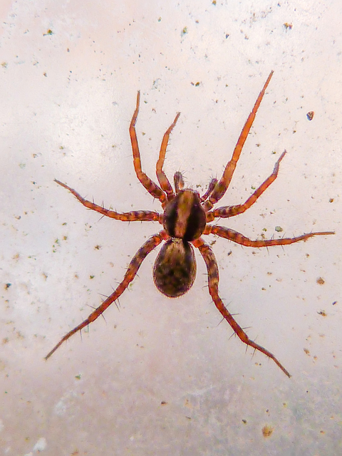 Pardosa alacris - sárgafoltos gyászfarkaspók