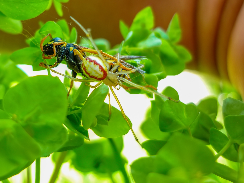 Enoplognatha ovata - vonalas törpepók