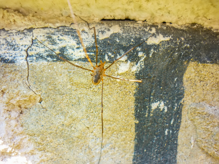 Phalangium opilio