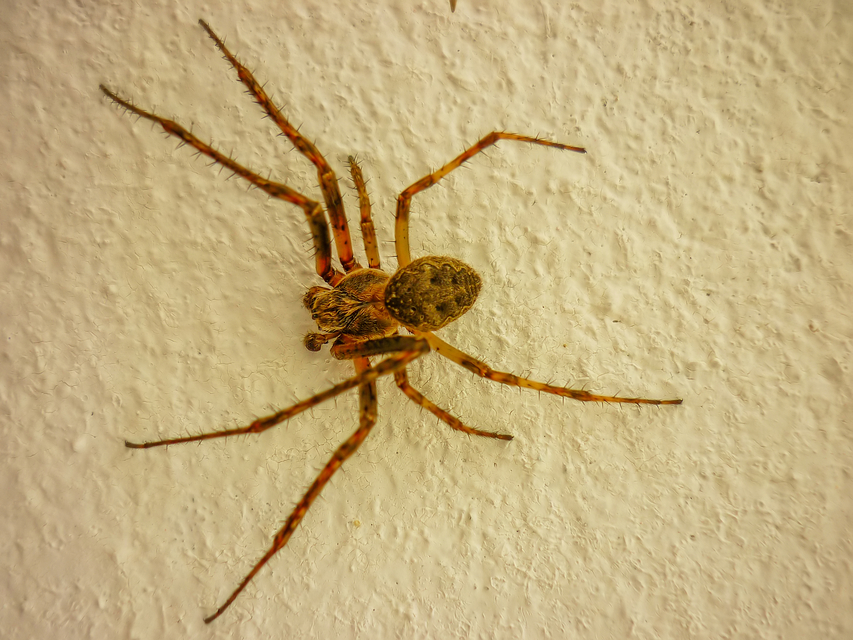 Larinioides ixobolus - ereszalji keresztespók