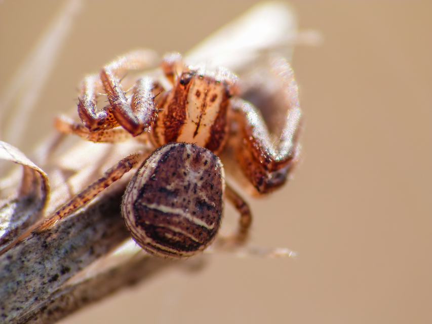 Xysticus ulmi - cserje-karolópók