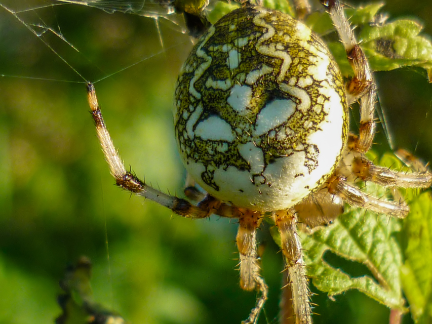 Araneus marmoreus - márványos keresztespók
