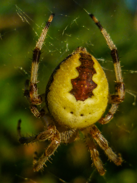 Araneus marmoreus - márványos keresztespók