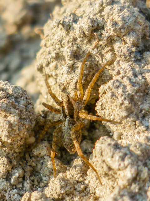 Pardosa agrestis - pusztai farkaspók
