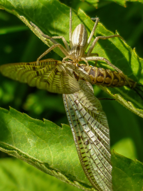 Tibellus