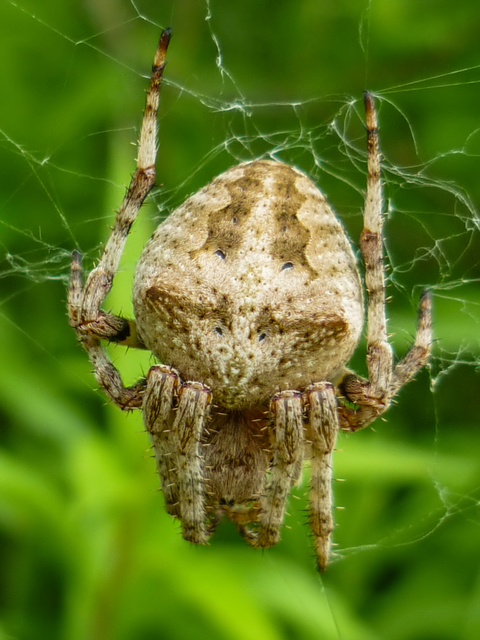 Araneus circe/angulatus