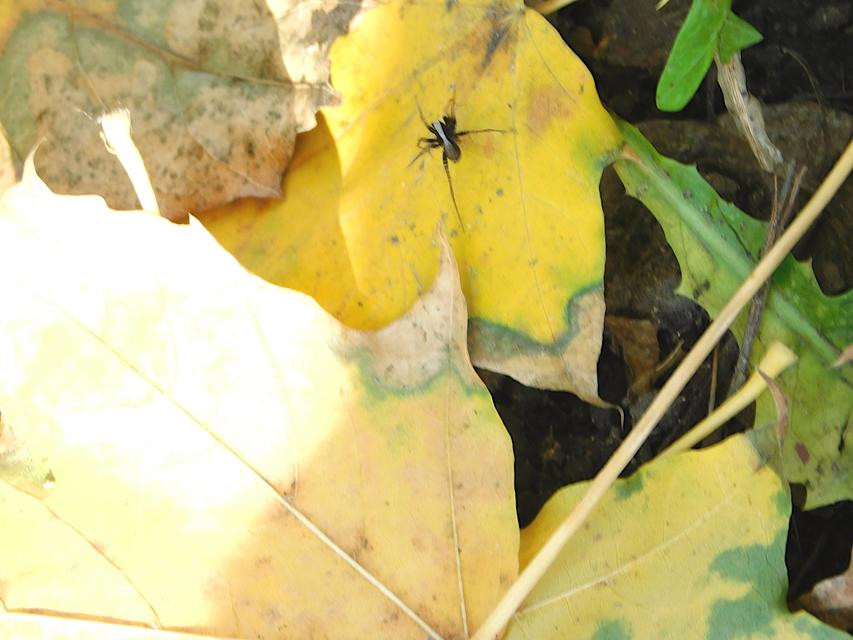Pardosa alacris/lugubris
