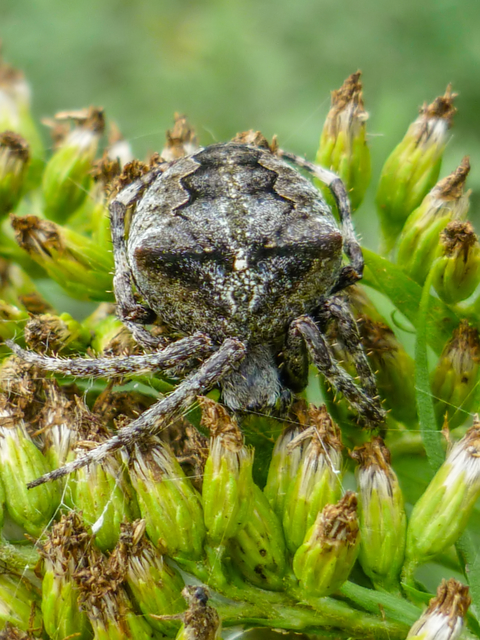 Araneus circe/angulatus