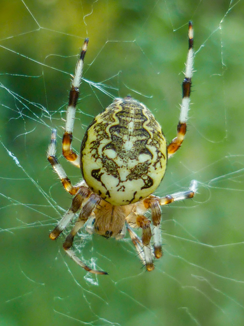 Araneus marmoreus - márványos keresztespók