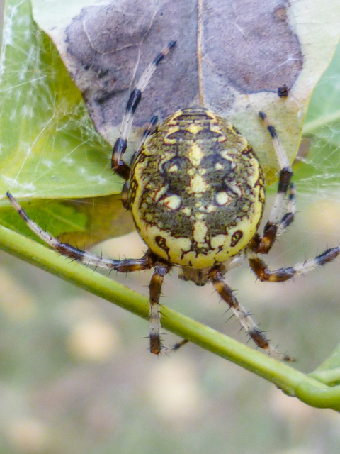 Araneus marmoreus - márványos keresztespók