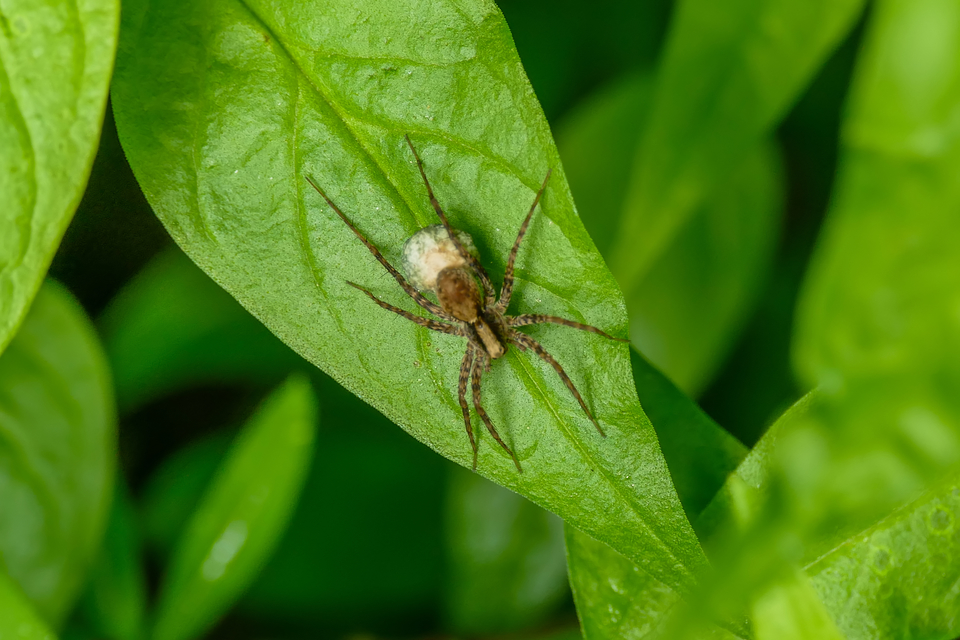 Pardosa alacris/lugubris