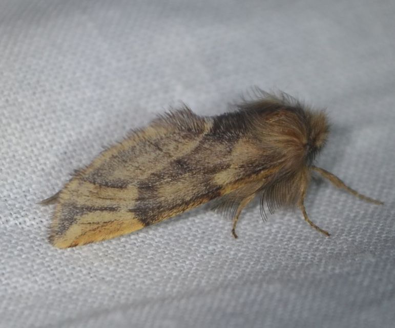 Ptilophora plumigera - tollas púposszövő