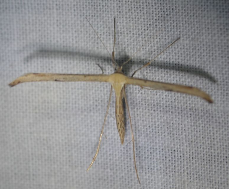 Emmelina monodactyla/argoteles