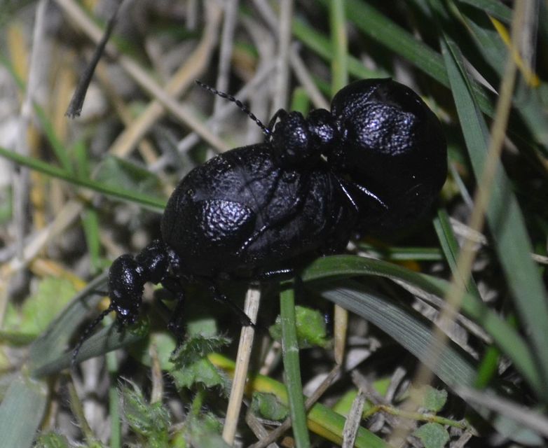 Meloe rugosus - ráncos nünüke