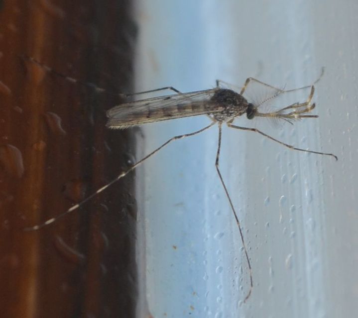 Culicidae - csípőszúnyogok