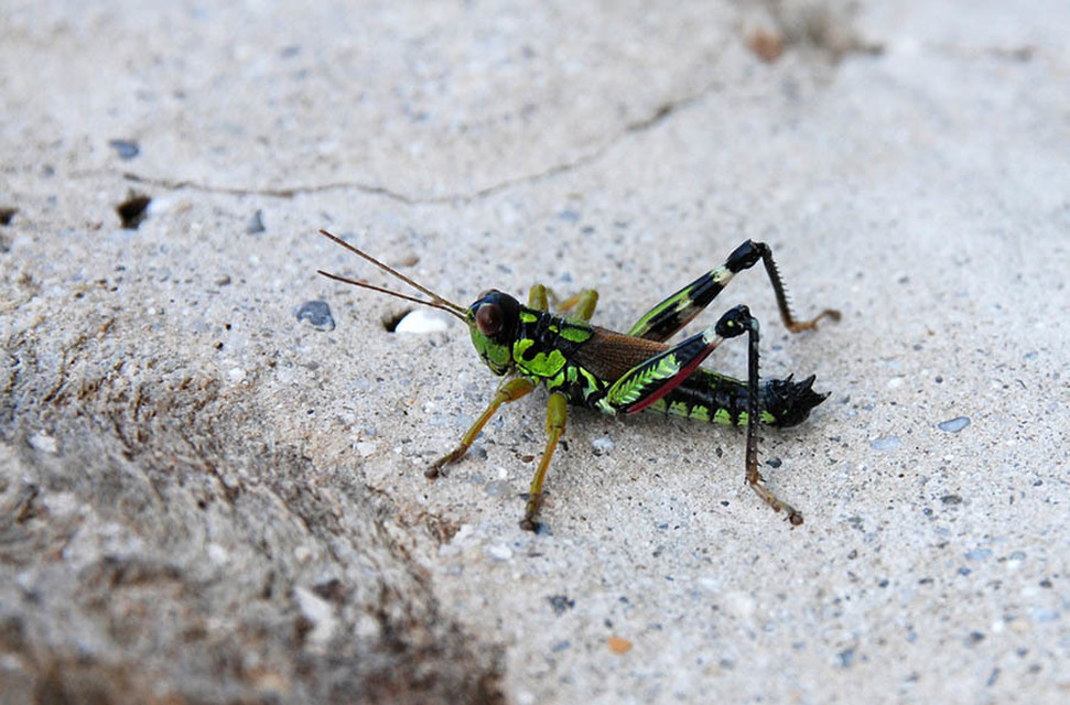 Miramella alpina - alpesi sáska
