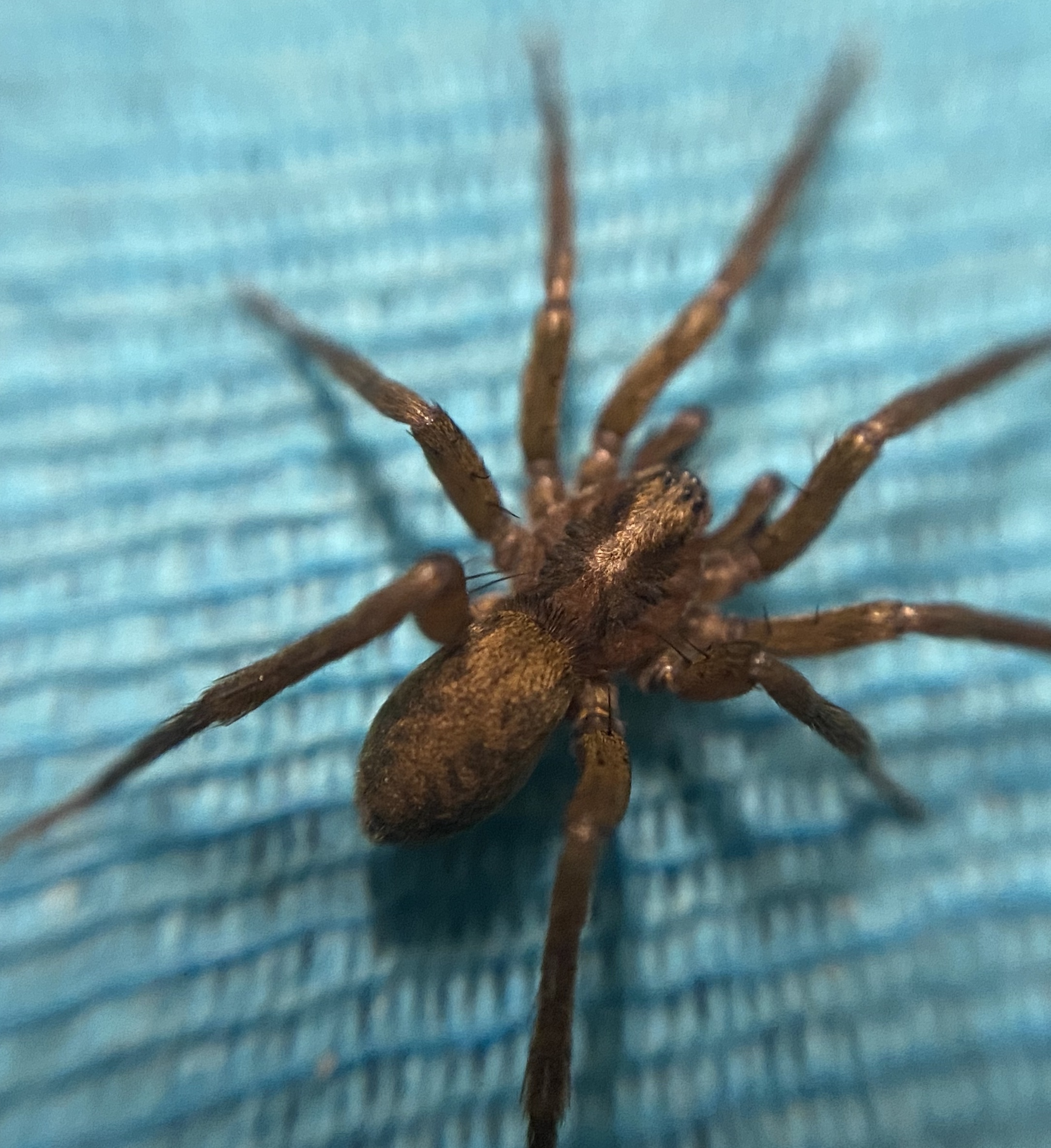 Agroeca proxima