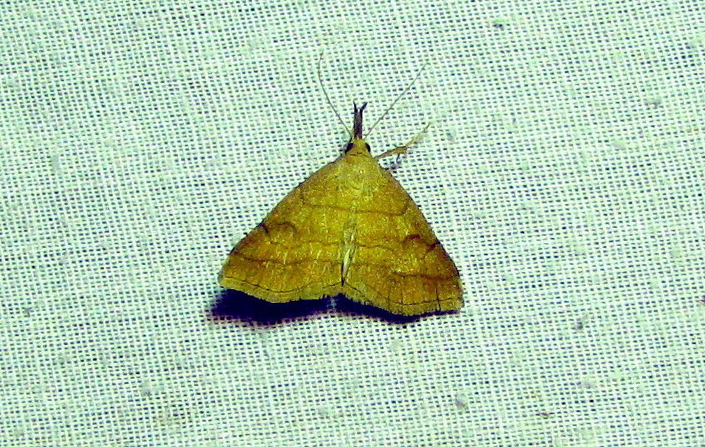 Polypogon gryphalis - láperdei karcsúbagoly