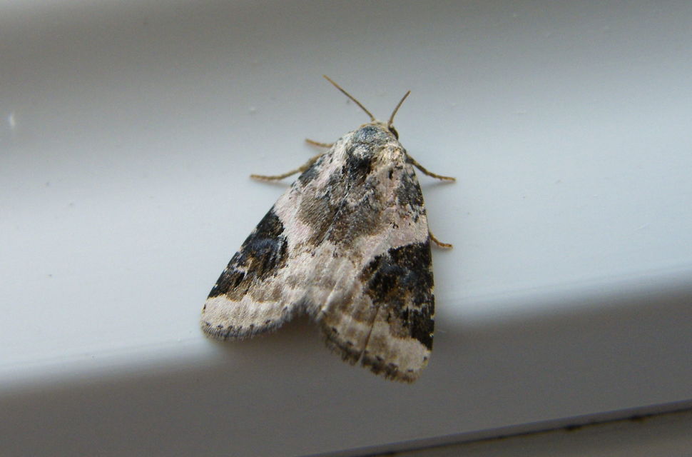Pseudeustrotia candidula - fehéres apróbagoly