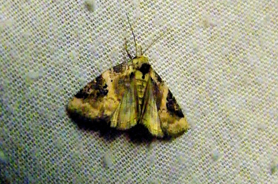 Pseudeustrotia candidula - fehéres apróbagoly