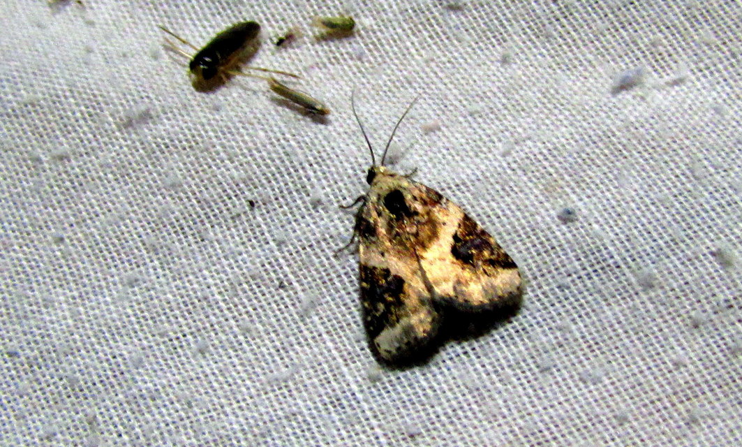 Pseudeustrotia candidula - fehéres apróbagoly