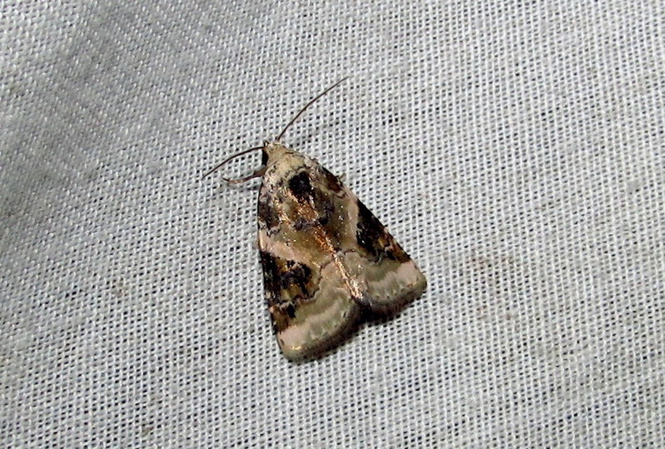 Pseudeustrotia candidula - fehéres apróbagoly