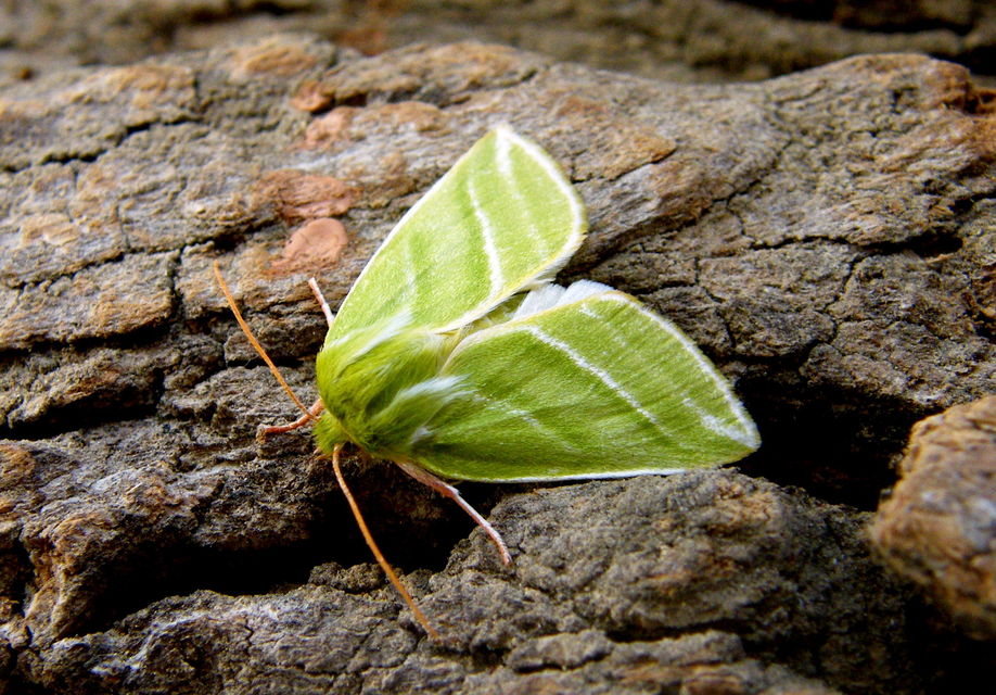 Pseudoips prasinana - bükkfa-zöldbagoly