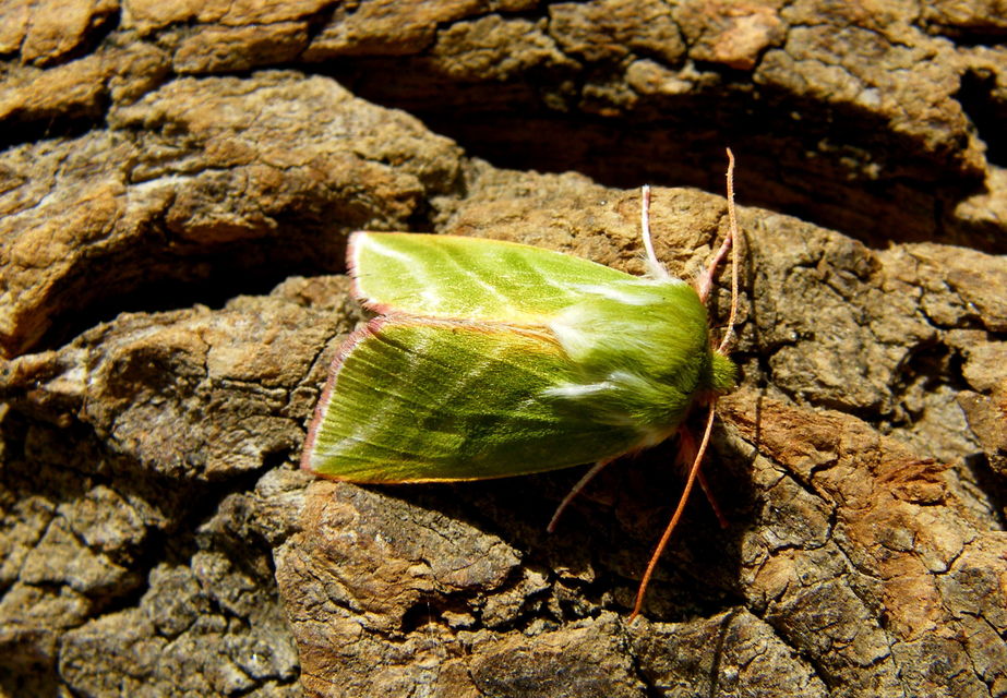 Pseudoips prasinana - bükkfa-zöldbagoly
