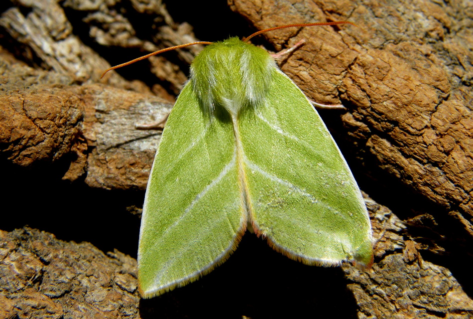 Pseudoips prasinana - bükkfa-zöldbagoly